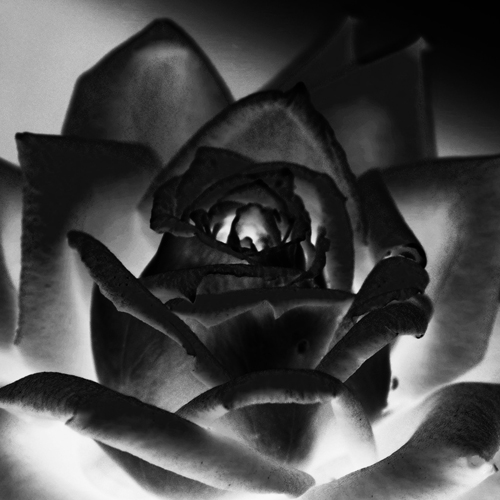 black-rose