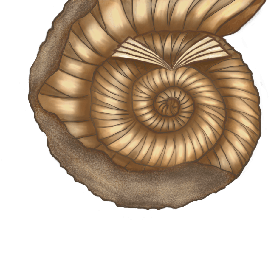 Ammonite, digital