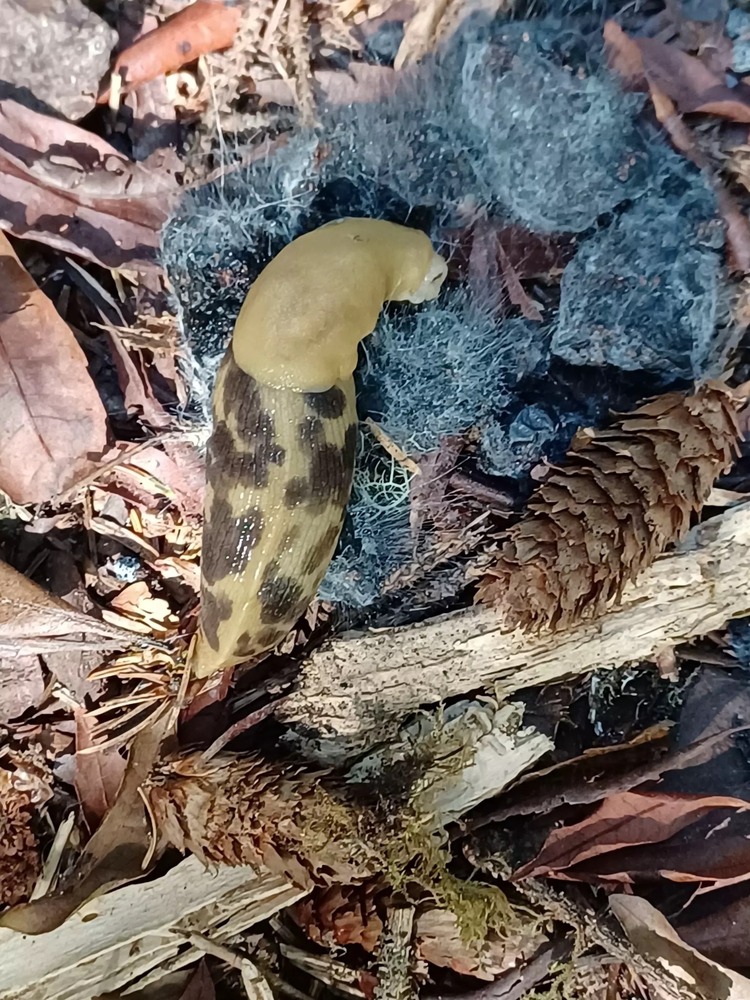 Hold That Salt! Native vs. Invasive Slugs and Snails Rebecca Lexa
