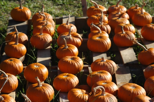 Anyone for pumpkin pie?