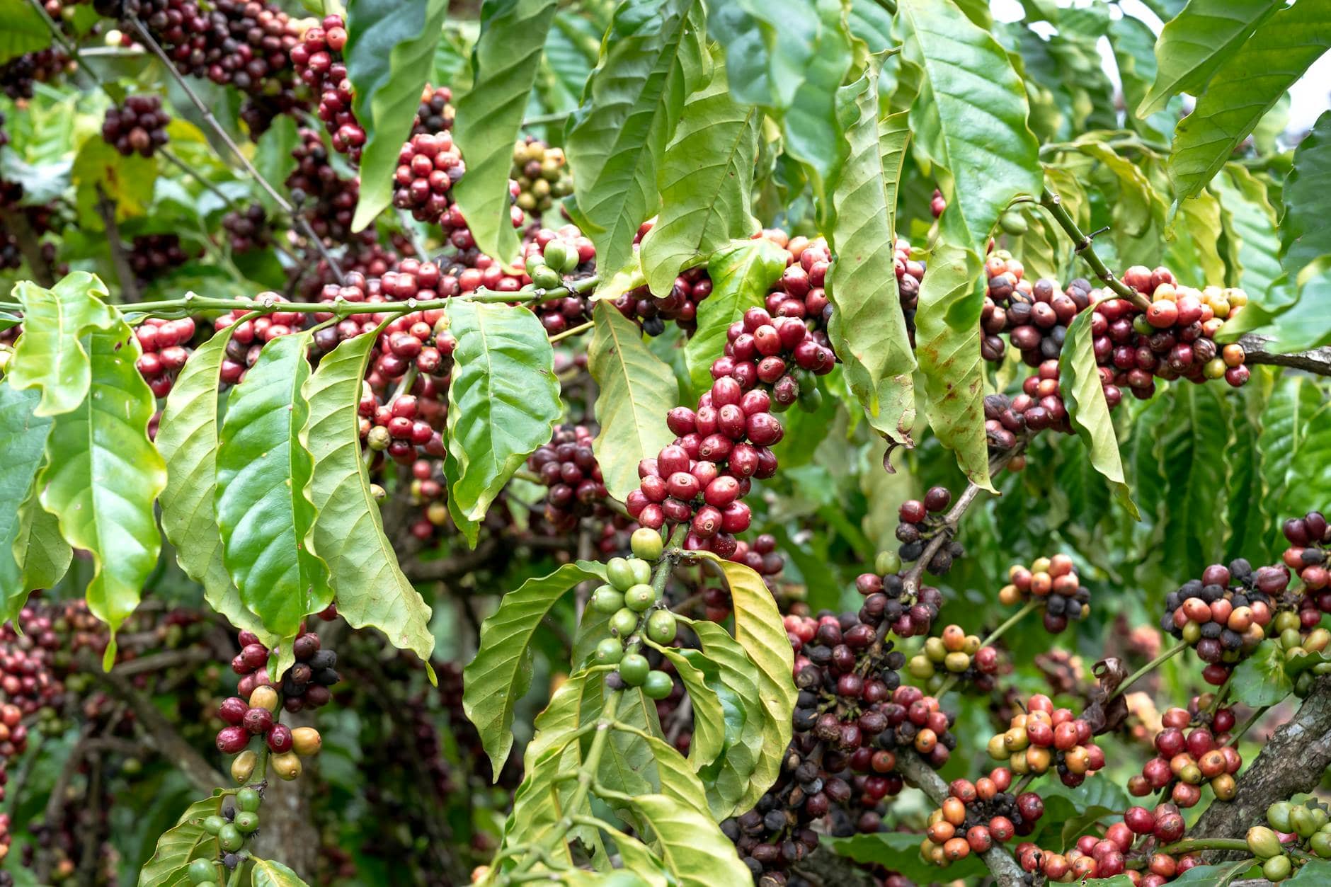 close up of coffee branches