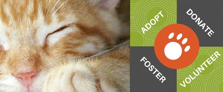 austin pets alive volunteer orientation - recognizegood on austin pets alive surrender