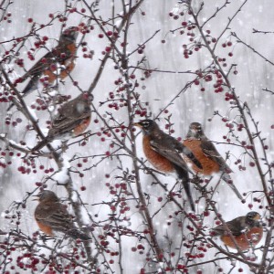 Speaking of Nature: It happens every year: Robins brave the snow