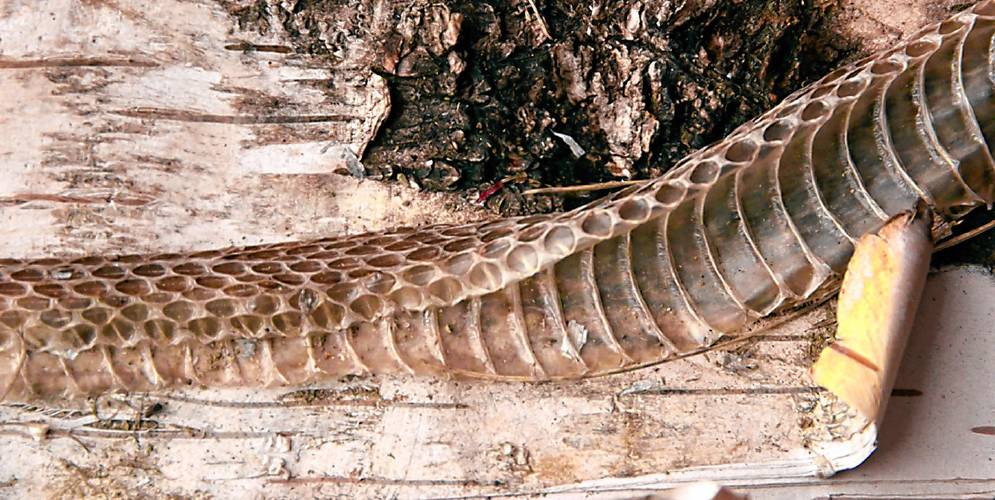 Speaking of Nature: A spa for snakes: Finding signs of garter