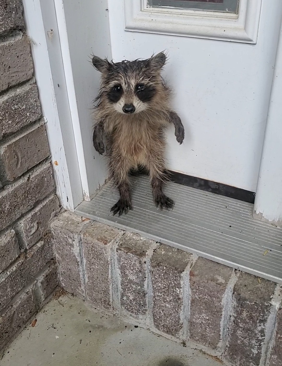 Bub's big adventure: Viral Belchertown raccoon released after