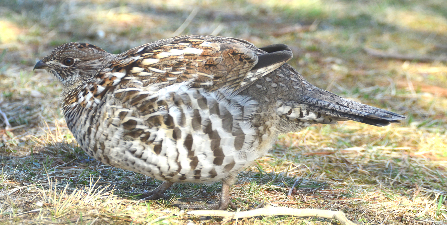 outdoors Archives - Greenfield Recorder