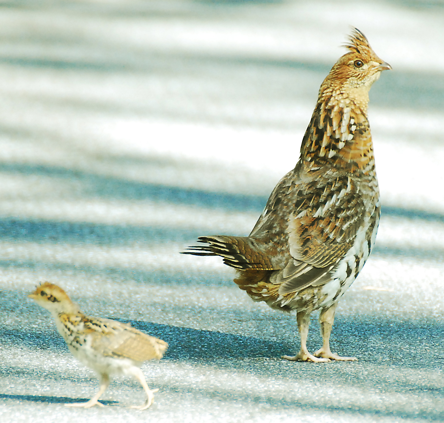 outdoors Archives - Greenfield Recorder