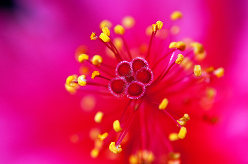 Park Flower