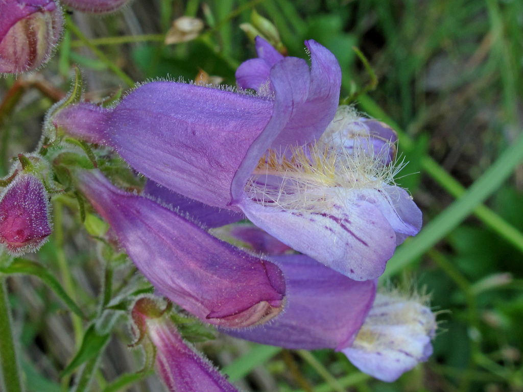 Purple Beauty