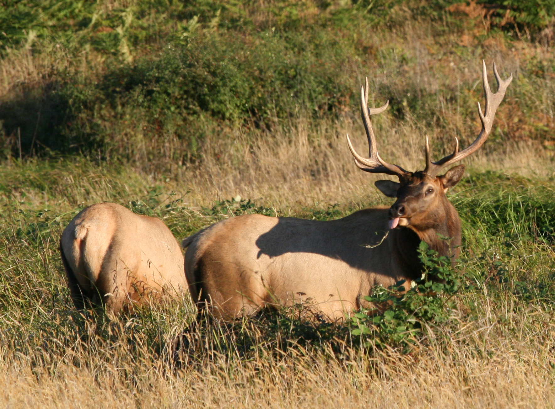 Roosevelt Elk