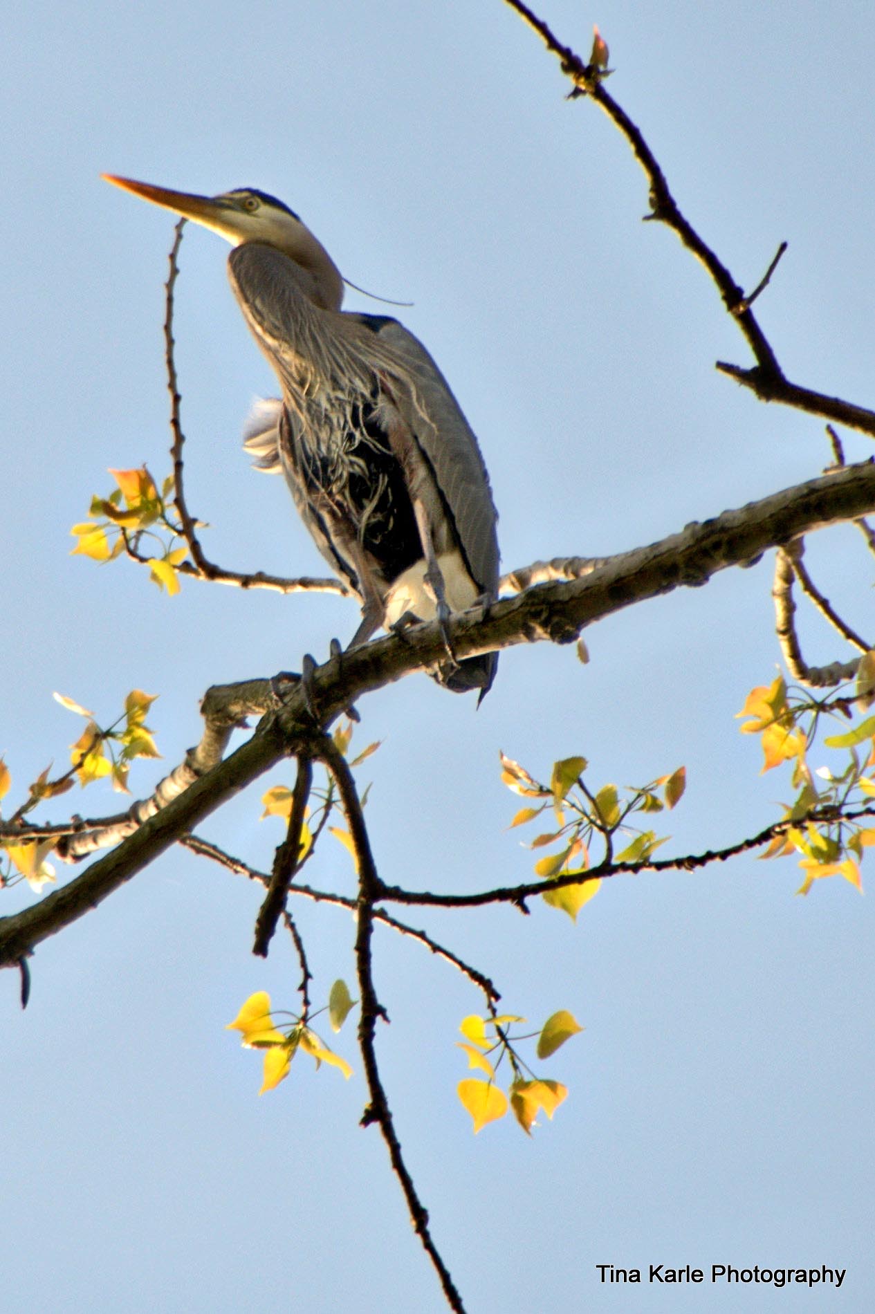 Great Blue Heron near its nest