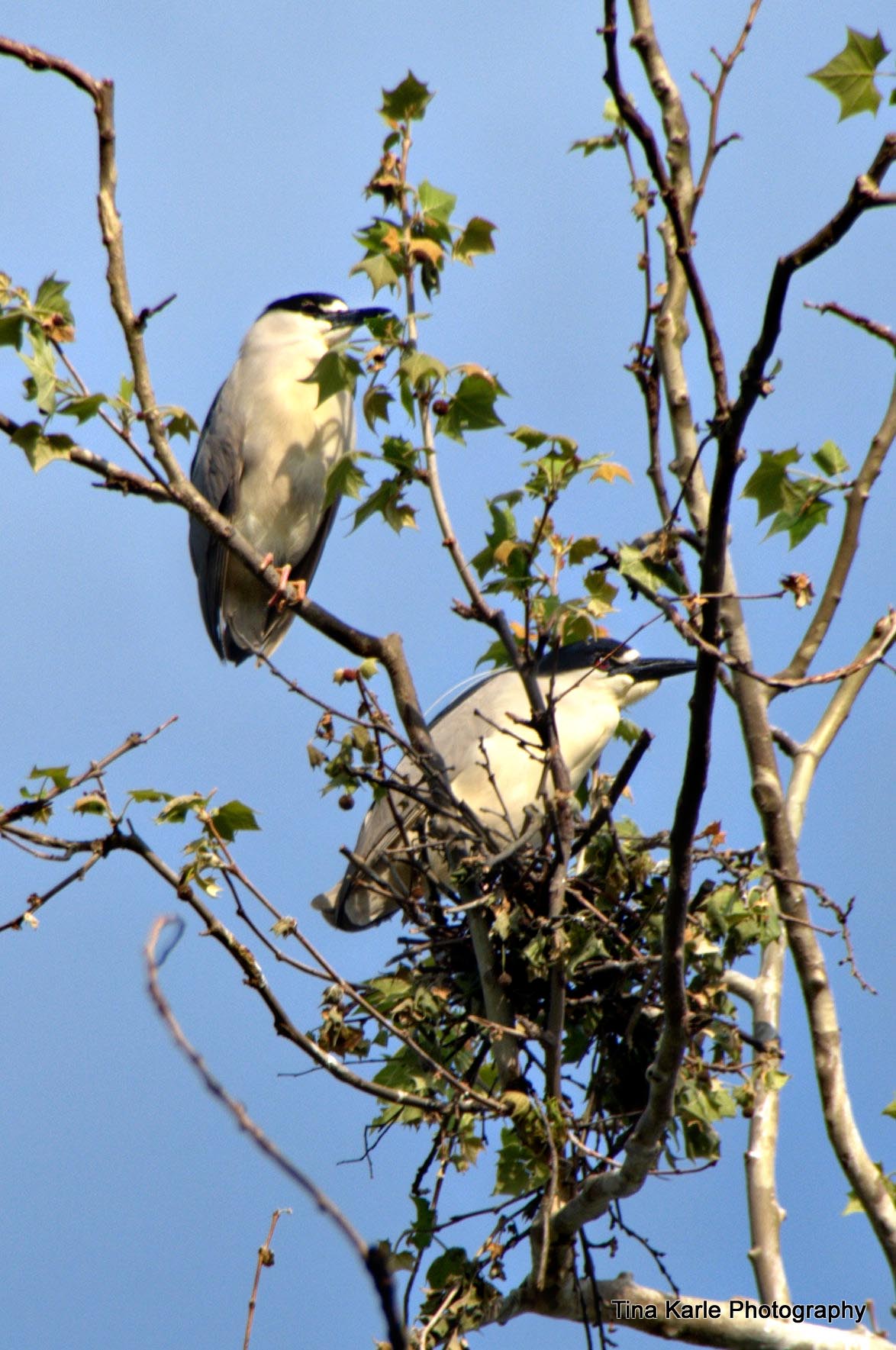 Black Crowned Night Herons on nest