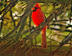 Northern Cardinal