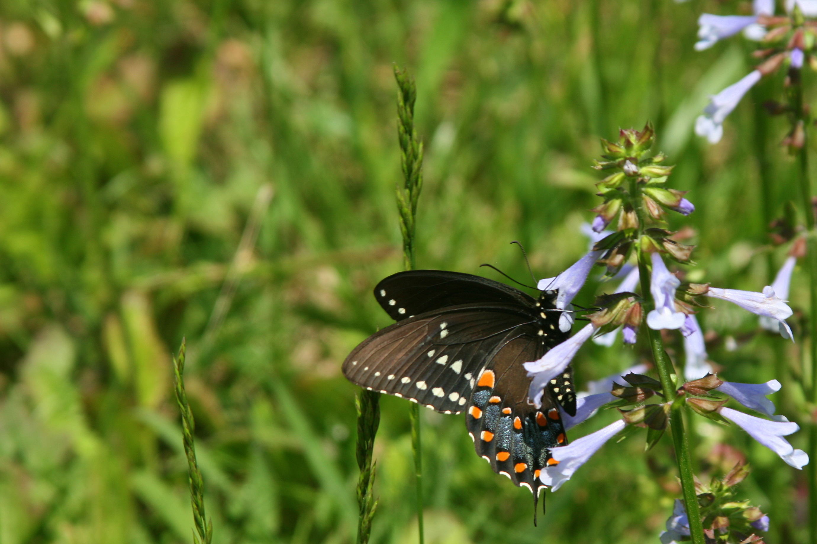 Black Swallowtail