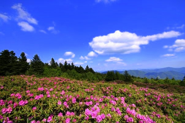 Rhododendrons on Roan Mountain