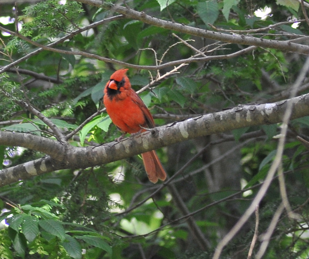 Northern cardinal GSMNP