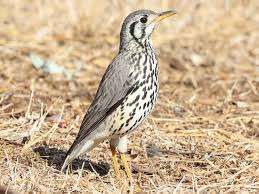 Ground Scraper Thrush