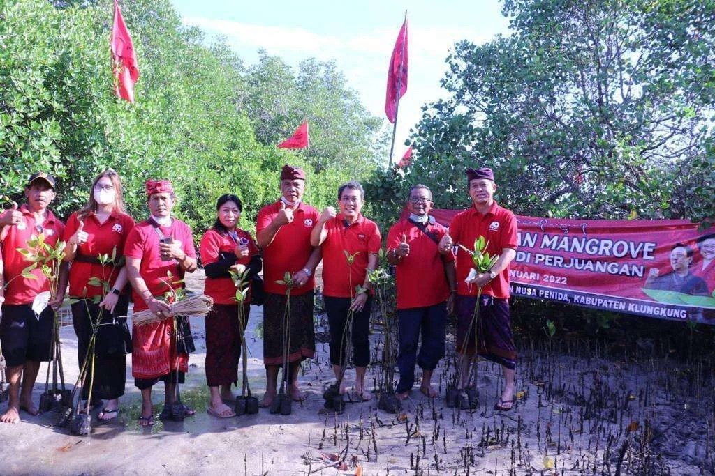 Mangrove di Pantai Lembongan