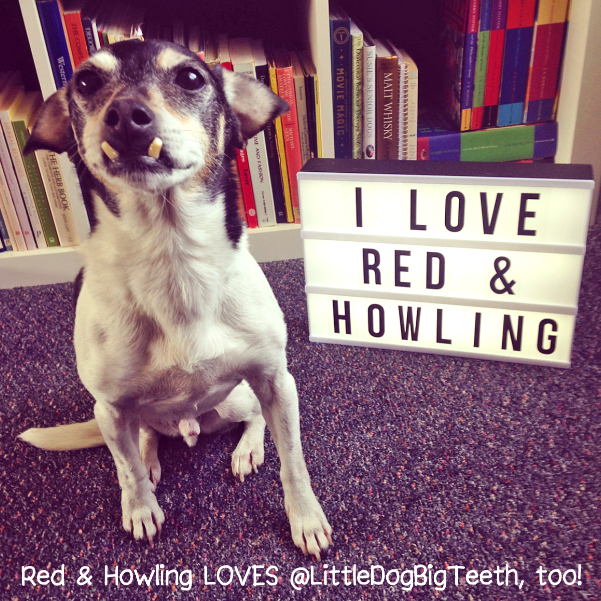 @LittleDogBigTeeth