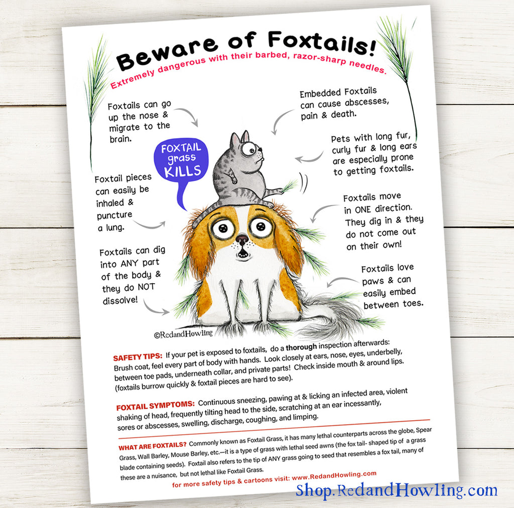 Beware of Foxtails (poster) – Red and Howling