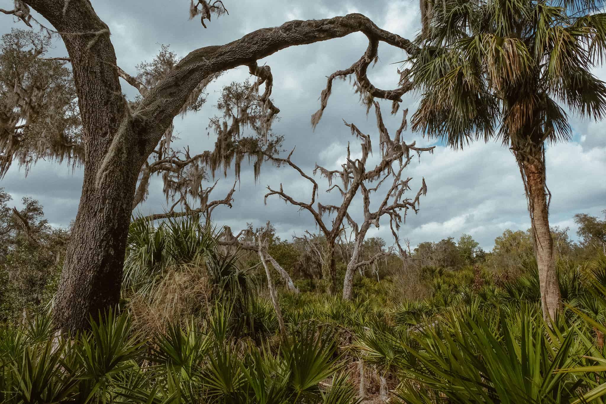 Silver Glen Springs: An Ocala National Forest Gem