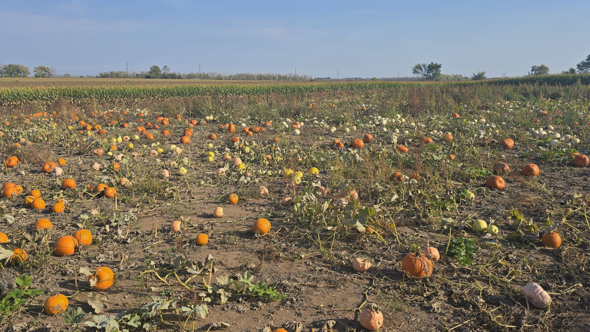 pumpkin-patch-25