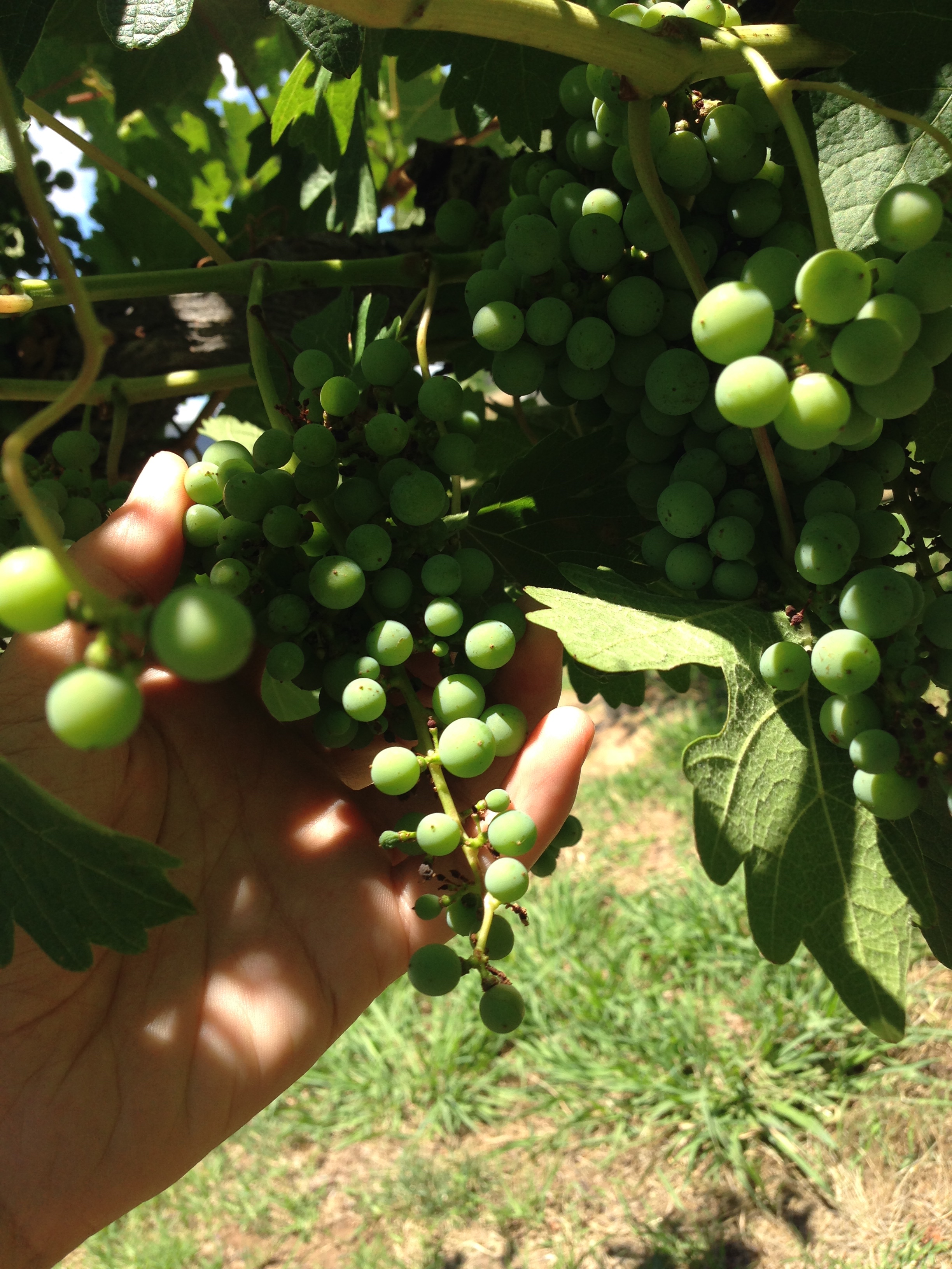 stole some grapes
