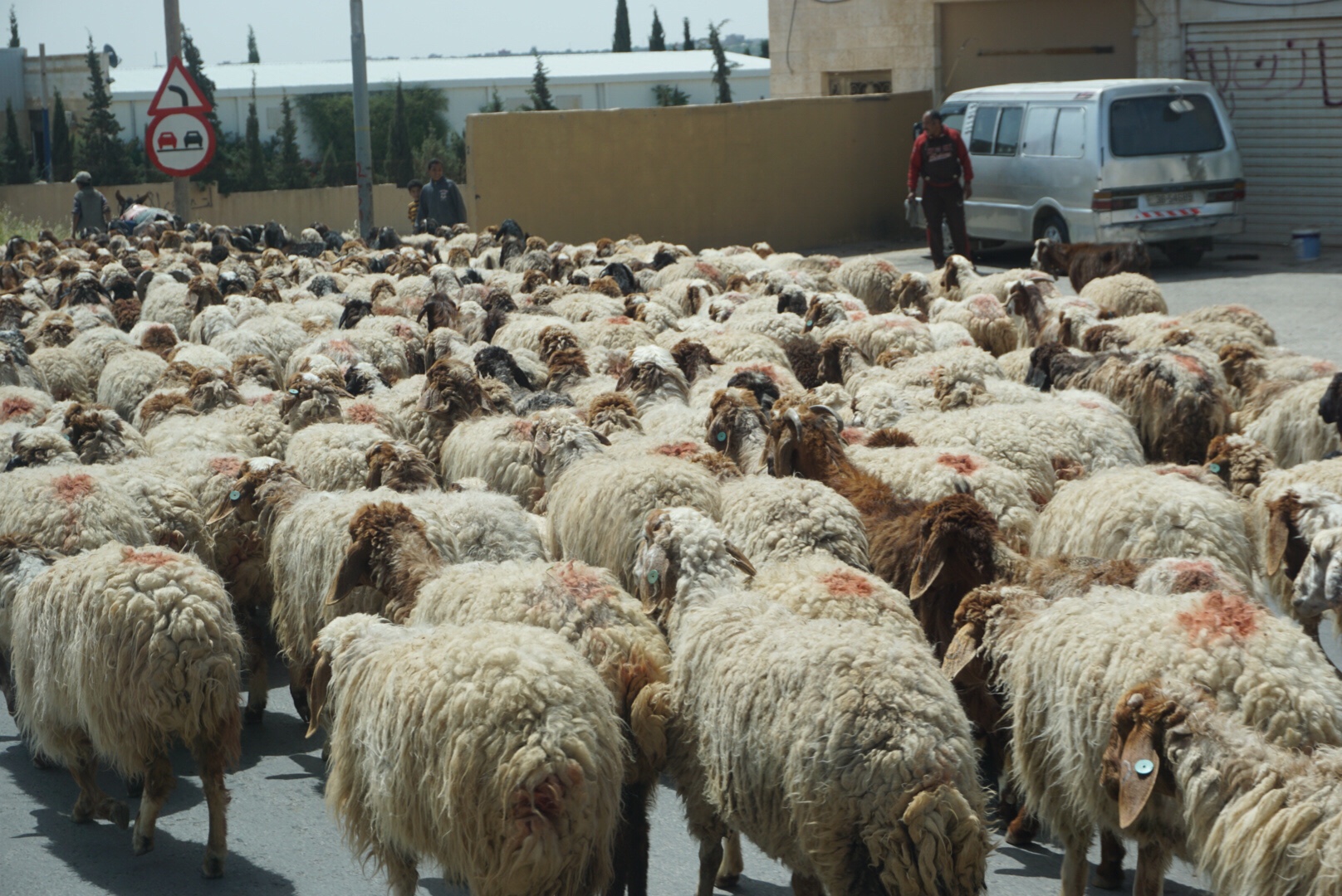 No sheep left behind