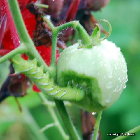 Tomato hornworm.
