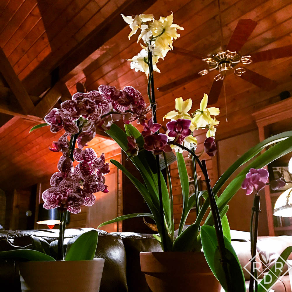 More orchids against the cathedral ceilings in our log cabin.