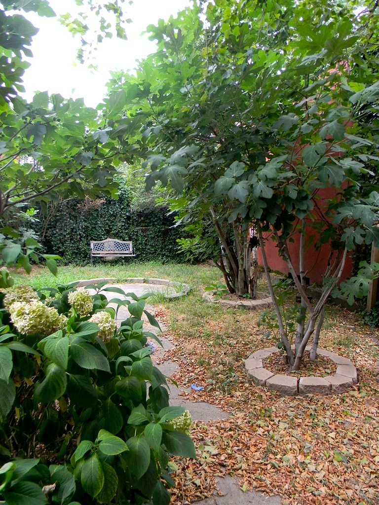 How To Prune A Fig Tree Or Bush