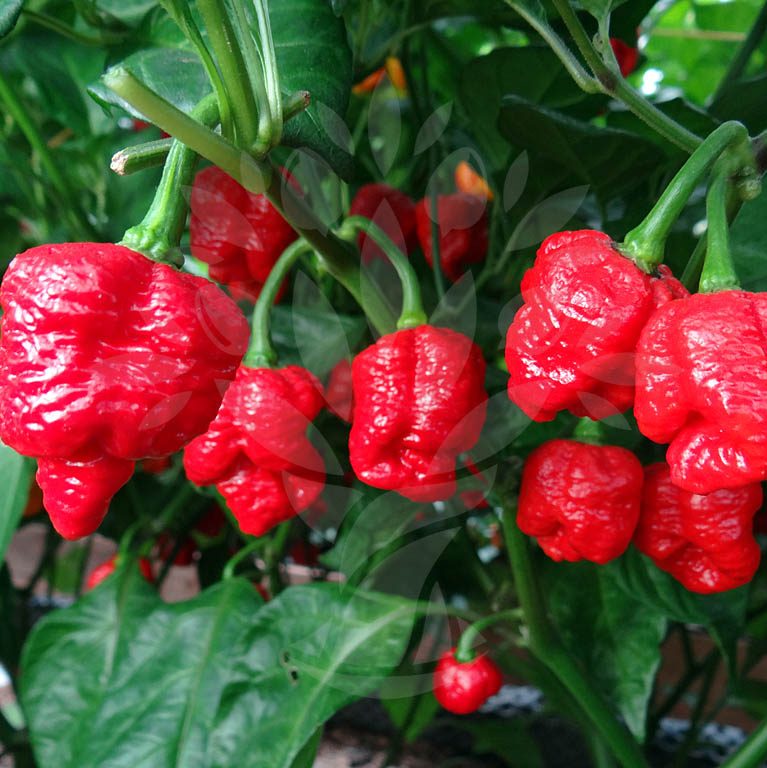 Red Trinidad Scorpion peppers ripening on the plant