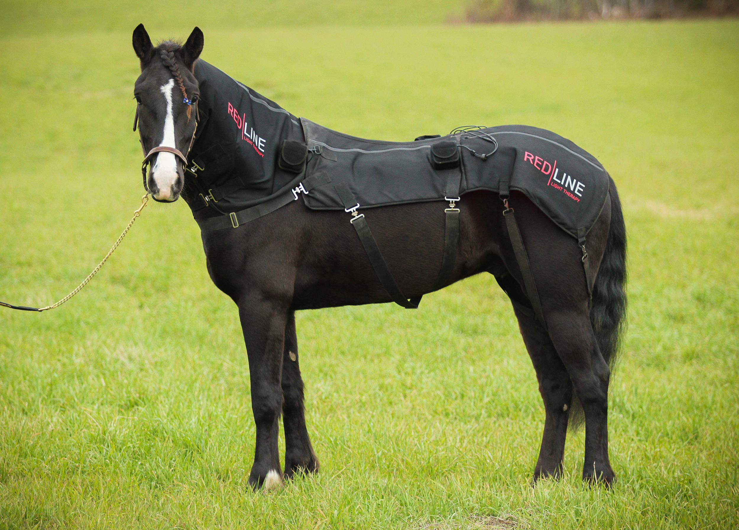 Lysbehandling for dyr - RedLine Rødlysterapi