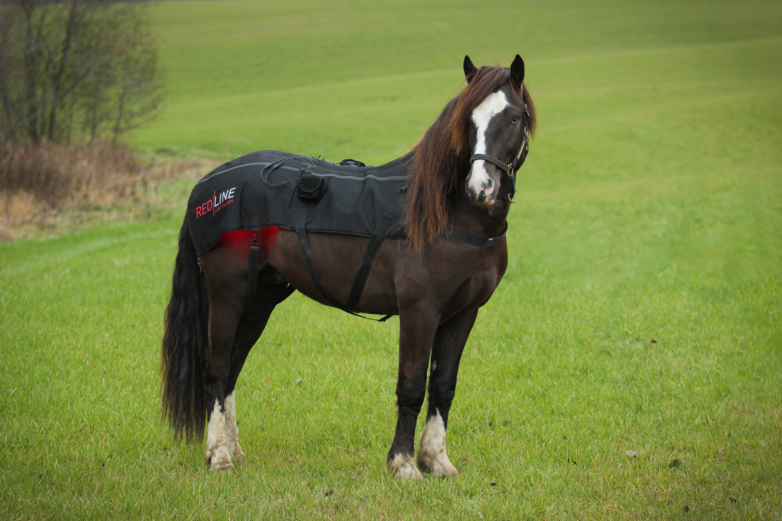 Lysbehandling for dyr - RedLine Rødlysterapi
