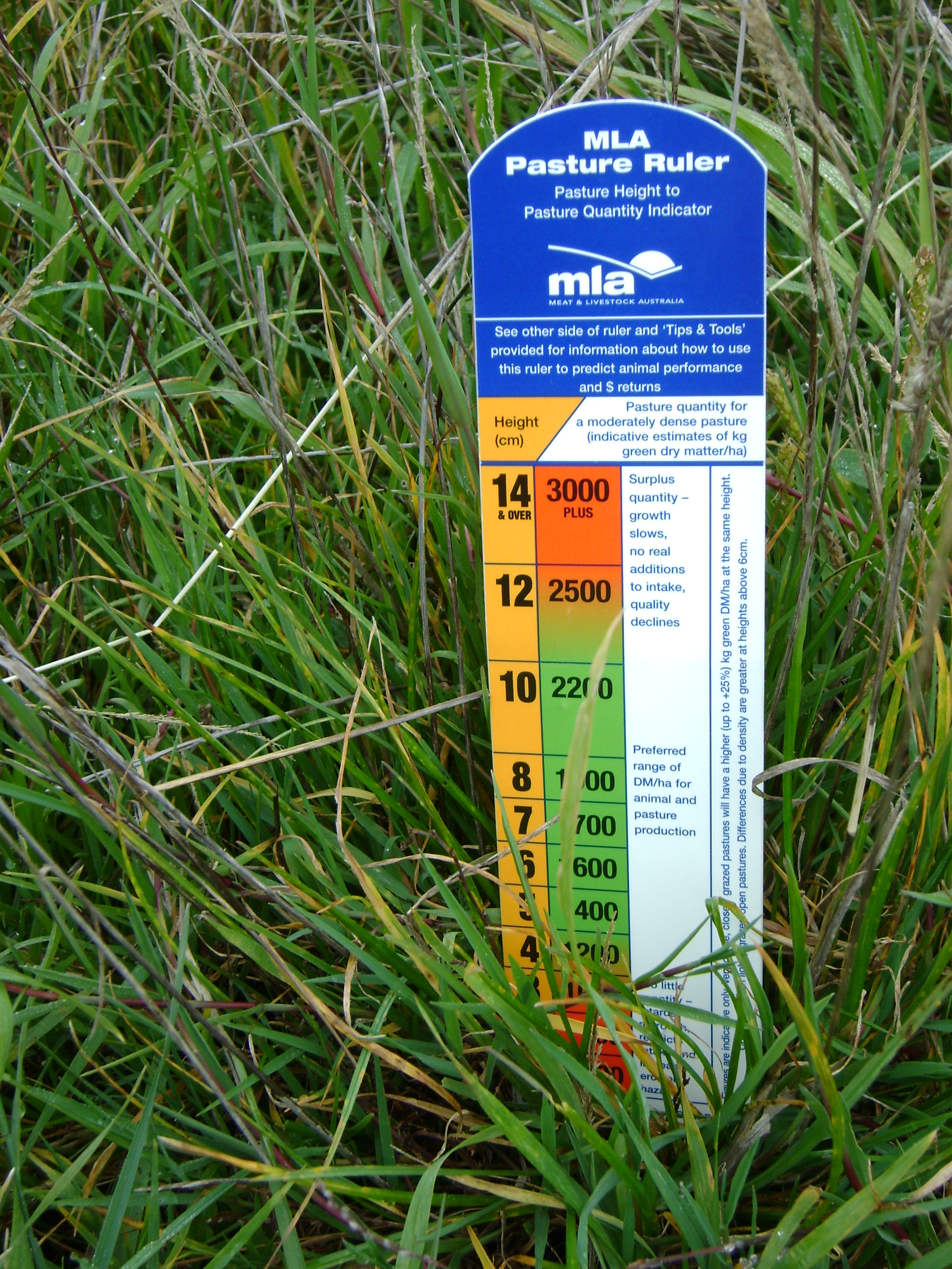 MLA Pasture Ruler