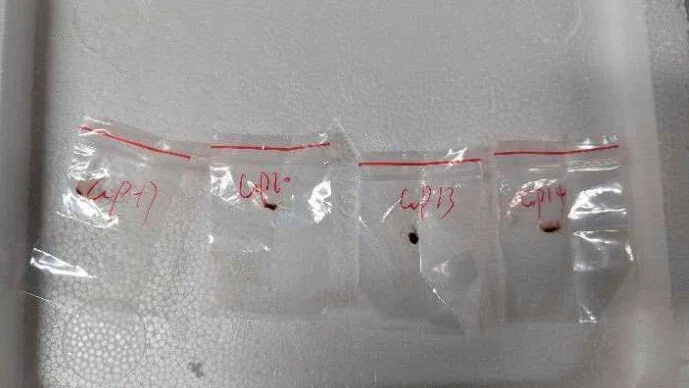 Yunqing Jian and Zunyong Liu, citizens of the People’s Republic of China, face charges of conspiring to smuggle a fungus considered a bioweapon into the United States.