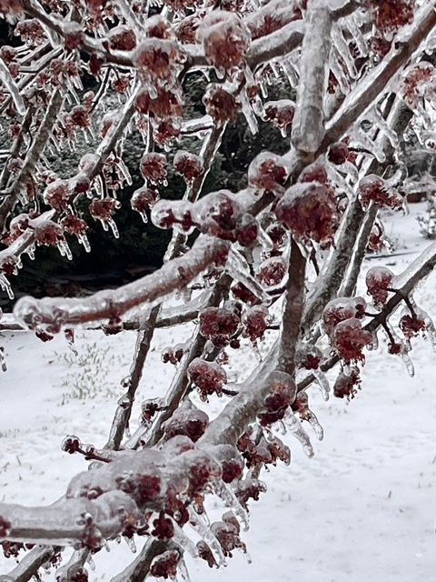 Extreme Cold Warning in effect as freezing temperatures continue to grip Red River Parish