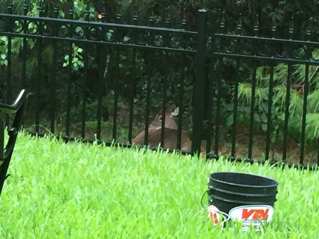 Deer Seeking Shelter During the Storm. By Karen Hudak.