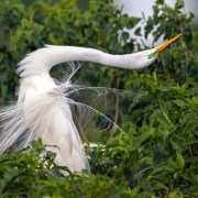 great egret in mating display education and preservation as flood-mitigation strategies