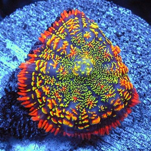 Michigan Zoa Colonies Mushrooms Og Bounce Frankenstein Bounce Reverse Maui Wowi Magic Carpet Purple Monsters Rainbow Infusion Gobstoppers Bam Bam More Reef2reef Saltwater And Reef Aquarium Forum 