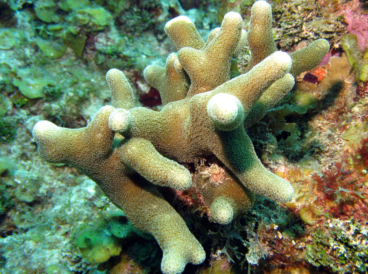 Thin Finger Coral Porites Divaricata Grand Cayman Photo 2 Tropical Reefs Name Species Family Scientific Name More Detail Added by.