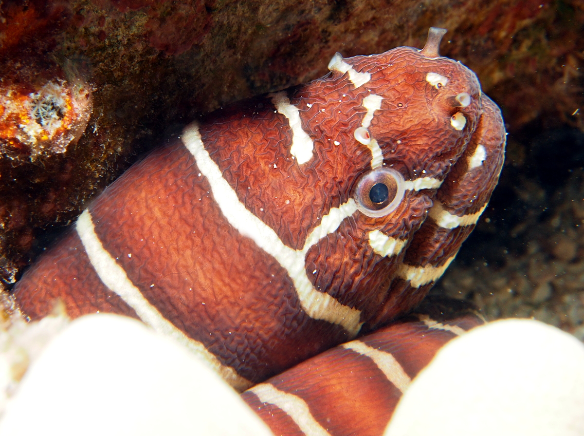 Hawaii remains safe for travelers with safety precautions. Zebra Moray Eel Gymnomuraena Zebra Big Island Hawaii Photo 4 Tropical Reefs