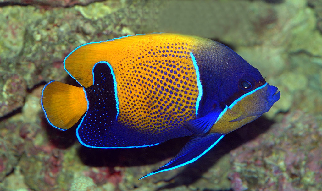 Majestic Angelfish Reef Aquarium Angelfish populate the shallow water reef formations within the tropical areas of.