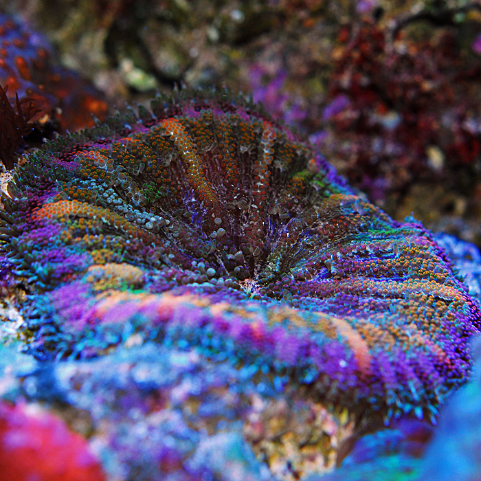 Tidal Gardens Rainbow Mini Maxi Carpet Anemone For proper care a fully established aquarium with perfect water chemistry adequate flow and strong illumination along with weekly or even daily feeding will benefit. Tidal Gardens Rainbow Mini Maxi Carpet Anemone Uncategorized September 29 2018 0 masuzi.