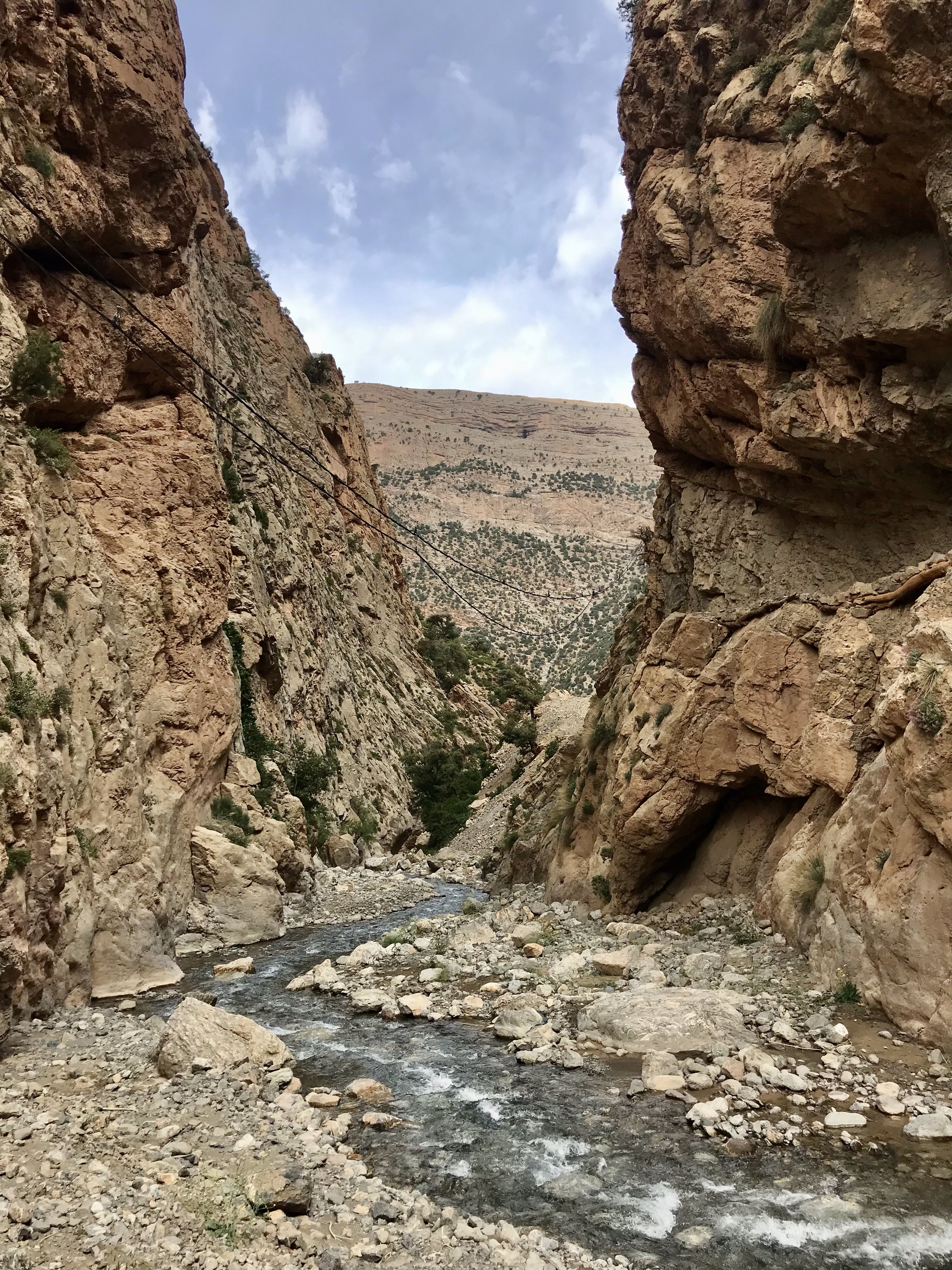 Taghia