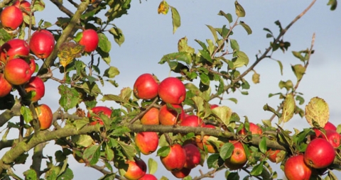 To be able to use these services, and more,. The Last Wild Apple Forests Kazakhstan Russian And East European Studies
