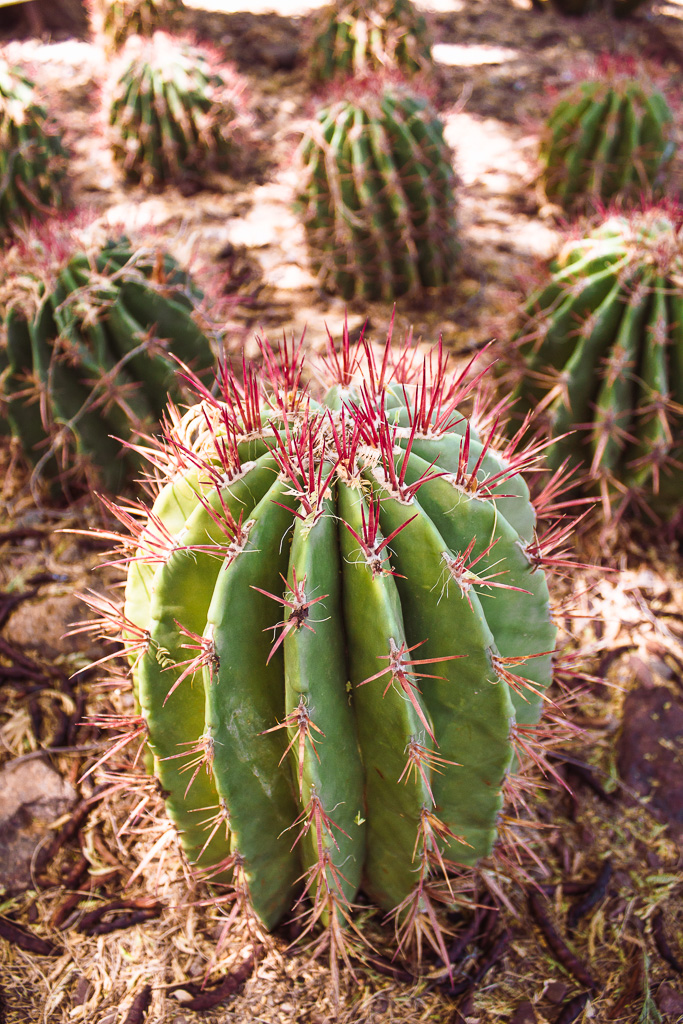 Desert BOTANICAL GARDEN