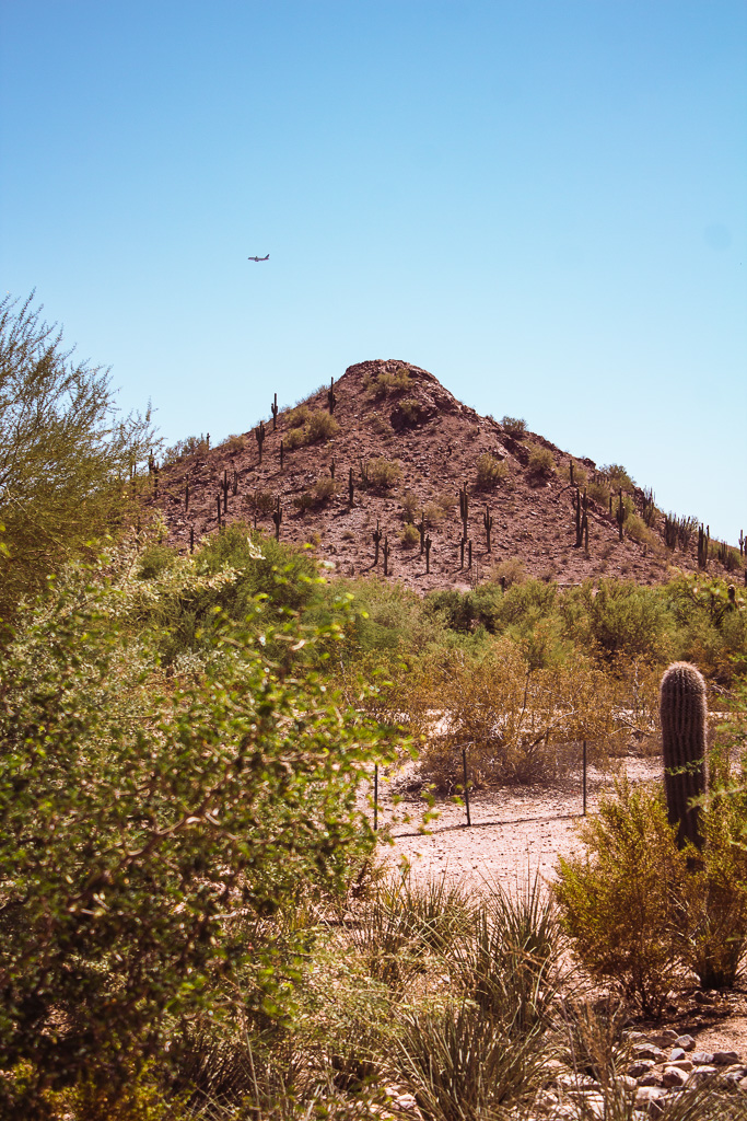 Desert BOTANICAL GARDEN