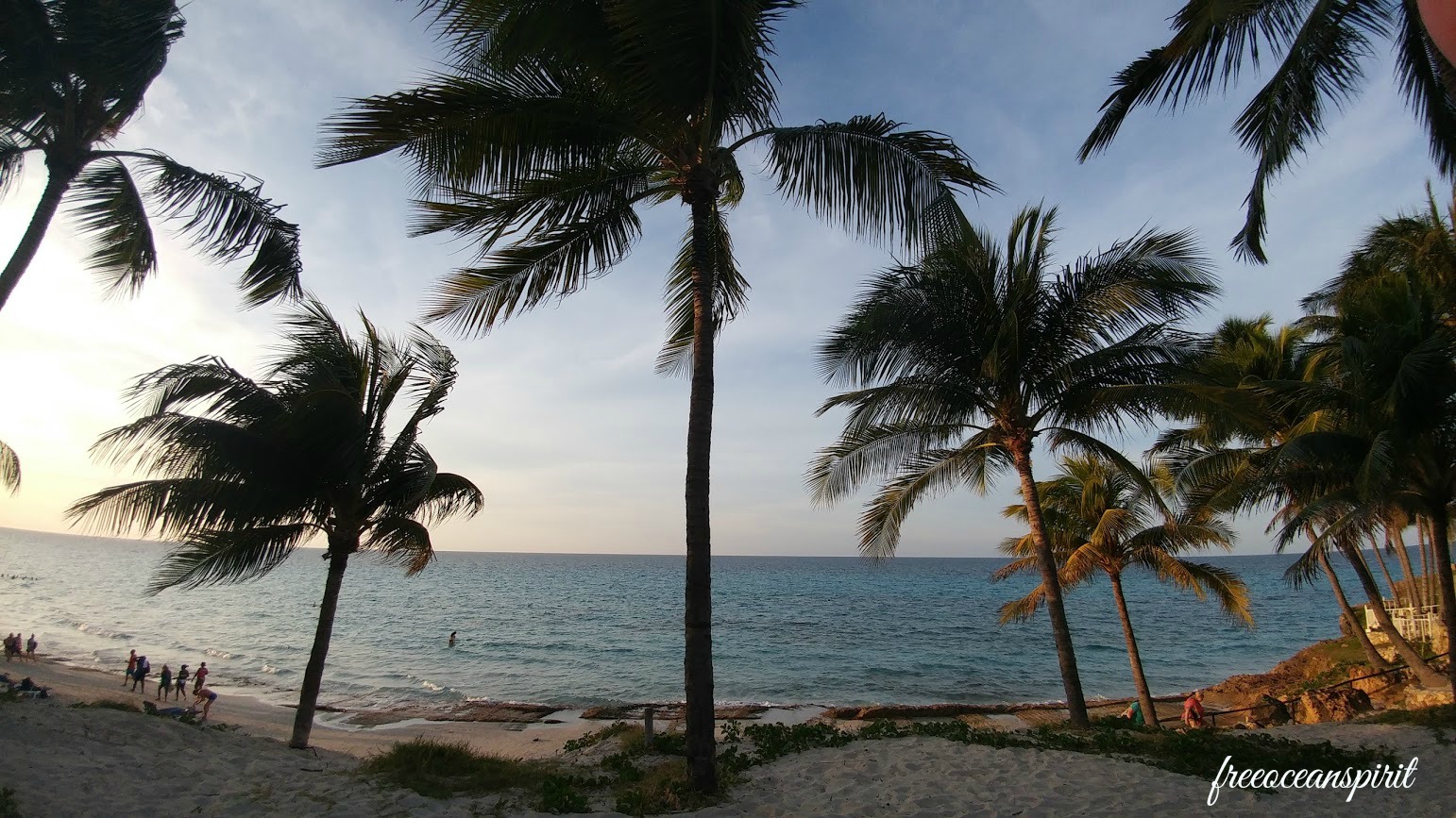 palm-scape