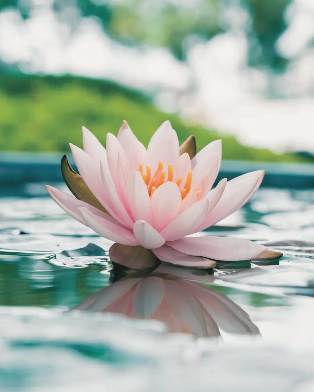 Pink lotus flower floating on calm water, symbolizing reflection, resilience, and healing.